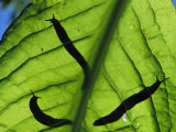 Close View of Banana Slugs Silhouetted Atop a Leaf