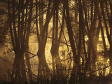 Alder Tree Marshland at Sunrise