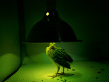 An Young Attwaters Prairie-Chicken Basks in the Warmth of a Heat Lamp