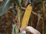 Drought-Stunted Ears of Corn on Brown Stalks