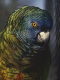 Saint Lucia Parrot