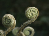 Close View of Fiddlehead Fern Fronds