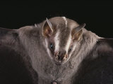 Close View of a Bat in a Rain Forest in Costa Rica