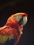 A Close View of a Macaw