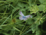 Close View of a Butterfly in Onion Valley