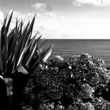 Plants by Garrans Bay  Cornwall  UK
