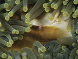 A Cleaner Shrimp Hides Amid the Tentacles of a Sea Anemone