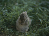 A Baby Cottontail Rabbit Washes its Face