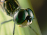 Close-up of the Head of a Dragonfly