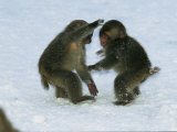 Two Juvenile Japanese Macaques  or Snow Monkeys  Play in the Snow