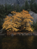 Autumn Foliage Decorates a Tree in Yosemite
