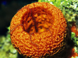 A Brittle Star Crawls out from a Strawberry Vase Sponge