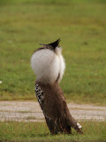 Kori Bustard Bird in Mating Display