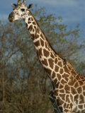 Masai Giraffe