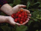 A Man Holding Salmonberries