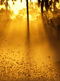 Birds Flying up into Sunlight Streaming Through the Jungle Foliage