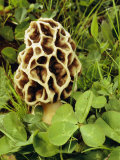A Morel Sits in a Patch of Four-Leaf Clover