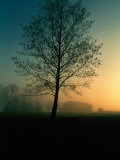 Misty Twilight View of a Silhouetted Tree