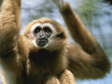 Close View of a White-Handed Gibbon