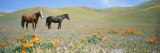 Two Horses Stand Amid Blooming California Poppies in Foothills