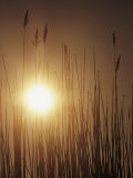 View of the Setting Sun Behind Tall Grasses