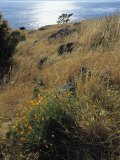 A Scenic Water View from Atop a Hill