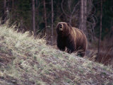 Grizzly Bear