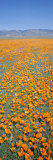 California Poppies Fill a Landscape with a Golden Glow