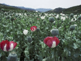Pathan Opium Poppy Fields Flowering in the Khanpur Valley