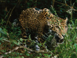 A Jaguar on the Prowl