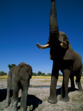 A Juvenile Elephant Stands Next to an Adult That Has its Trunk Upraised