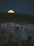 The Moon on the Horizon of a Hillside Covered with Lodgepole Pine Trees