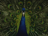 A Male Peacock Displays His Plumage
