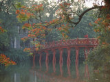 Tamarind Blossoms Blooming on the Banks of a Lake