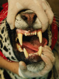 A Researcher Opens the Mouth of a Tranquilized Jaguar