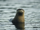 A River Otter Pokes its Head Above Water to See What is Going On
