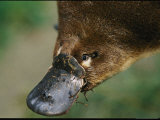 A Close View of a Platypuss Bill