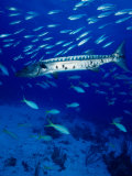 A Barracuda in Natural Habitat  Virgin Islands (UK)