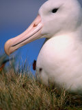Royal Albatross (Diomedea Epomophora)  Campbell Island  Campbell Island  Antarctica