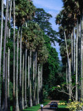 Palmyra Avenue of Royal Palms in Peradeniya Botanical Gardens  Kandy  Sri Lanka