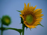 A Close View of a Blossoming Sunflower