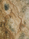Algae and Bacteria in Thermal Runoff Near Hotsprings