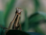 A Close View of a Praying Mantis