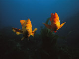 Two Garibaldi Fish Face the Camera