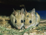 Two Spinifex Hopping Mice Huddle Together to Keep Warm