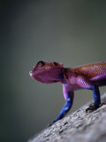 Agama Lizard (Agama Agama)  Serengeti National Park  Arusha  Tanzania