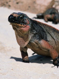 Iguanas on the Beach at Alan Cay  Bahamas