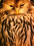 Owl (Order Strigiformes)  USA