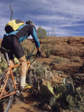 Rider Cycling Through Cacti  Arizona