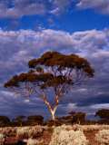 Eucalypt (Eucalypt Sp) or Gum Tree in Scrub  Nullarbor Plain  Australia